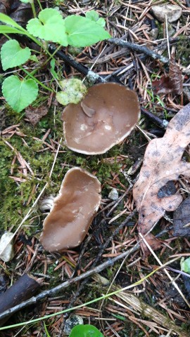 Helvella acetabulum