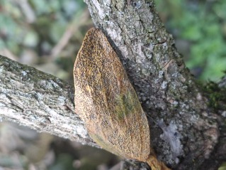 Botryosphaeria visci