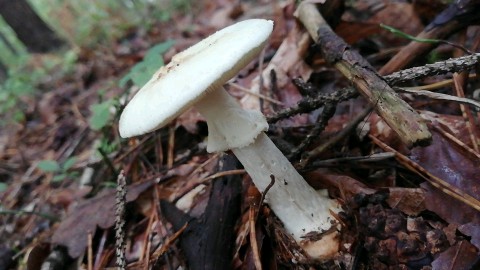 Amanita citrina