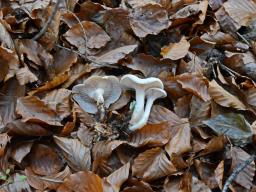 Clitocybe rivulosa