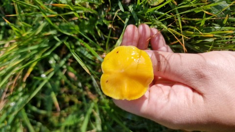 Hygrocybe ceracea