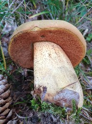 Suillellus mendax