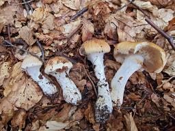 Thaxterogaster turmalis