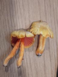 Hygrocybe quieta