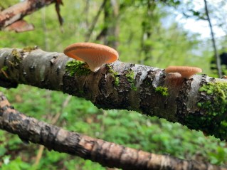 Neofavolus alveolaris