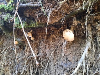 Hygrophorus pudorinus