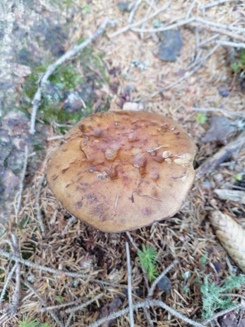 Imleria badia