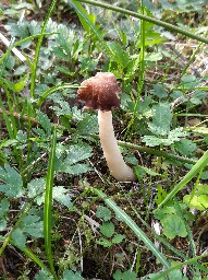 Verpa digitaliformis