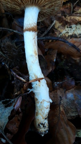 Cortinarius