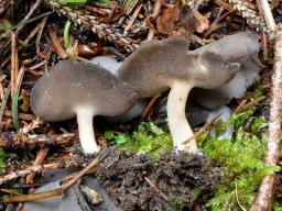 Helvella fibrosa