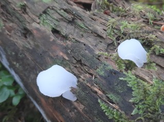 Pseudohydnum gelatinosum