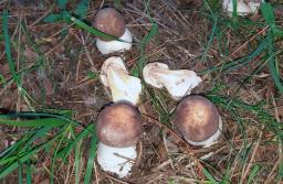 Chlorophyllum brunneum