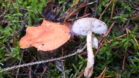 Cystoderma cinnabarinum