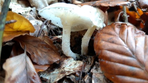 Hygrophorus cossus