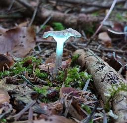 Rhizocybe pruinosa