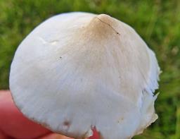 Cuphophyllus fornicatus