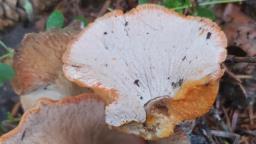 Hypomyces lateritius
