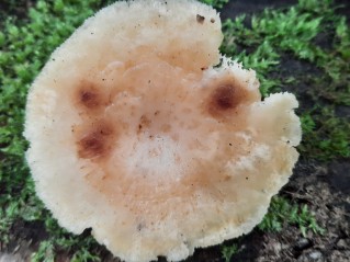 Polyporus tuberaster
