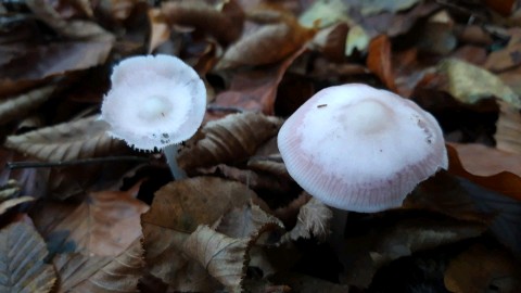 Mycena rosea