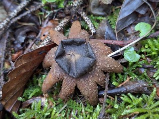 Astraeus hygrometricus