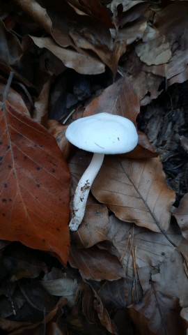 Hygrophorus fagi