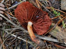 Cortinarius purpureus