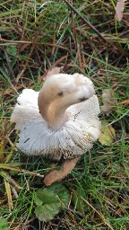 Tricholoma scalpturatum