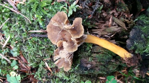 Craterellus tubaeformis