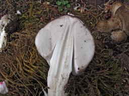 Coprinopsis romagnesiana