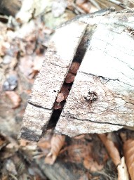 Hymenochaete rubiginosa