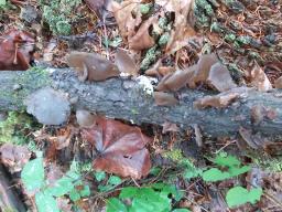 Auricularia auricula-judae