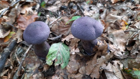 Cortinarius violaceus