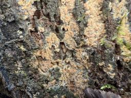 Gloiothele lactescens