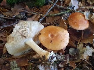 Leucocortinarius bulbiger