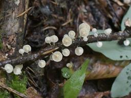 Collybiopsis ramealis