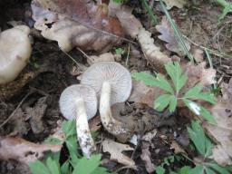 Entoloma clypeatum