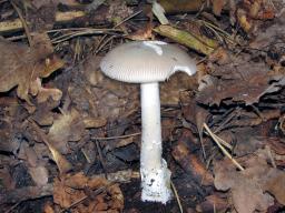 Amanita mairei