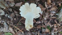 Russula virescens