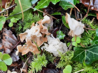 Helvella crispa