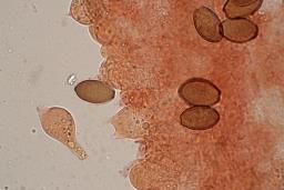 Conocybe macrospora