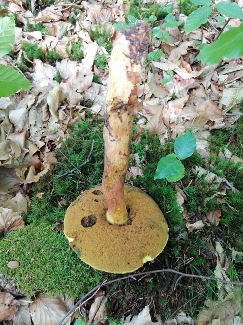 Neoboletus luridiformis