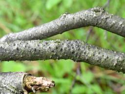 Coryneum lanciforme