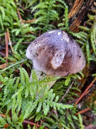 Tricholoma portentosum