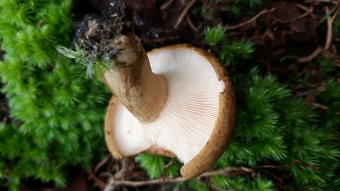 Lactarius turpis