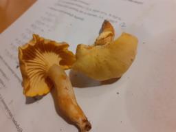 Cantharellus cibarius