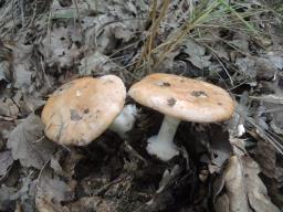 Leucocortinarius bulbiger