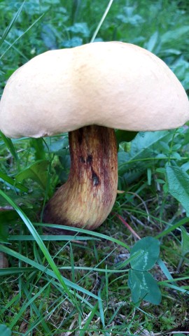 Suillellus luridus