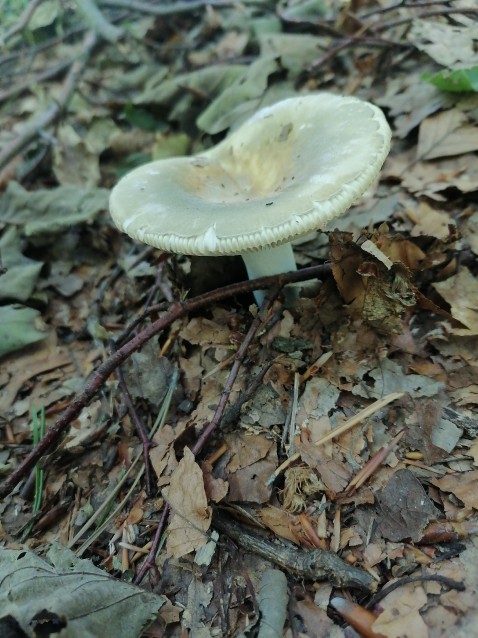 Russula aeruginea