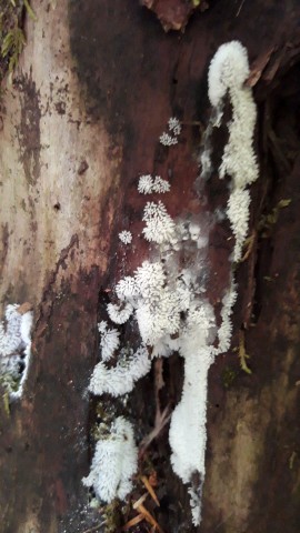 Ceratiomyxa fruticulosa