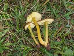 Hygrocybe spadicea